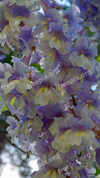 Paulownia Tomentosa Chinese Empress Medicinal Tree Spring