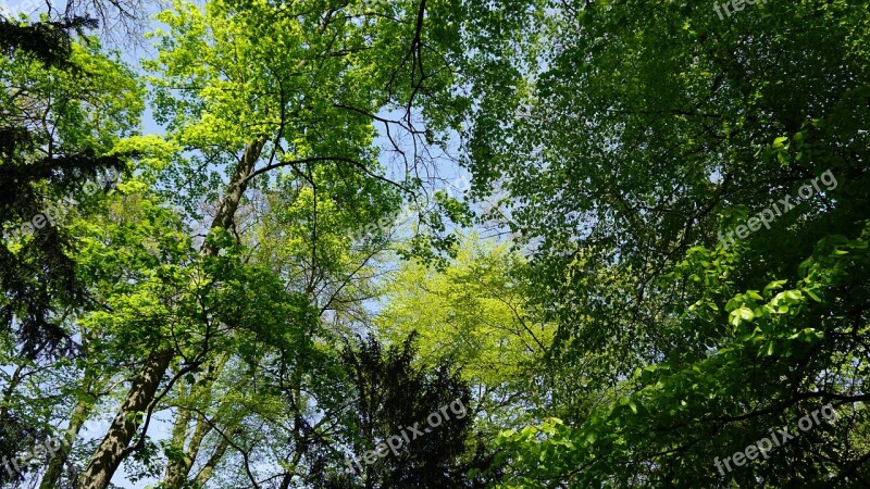 Tree Nature Leaf Season Plant