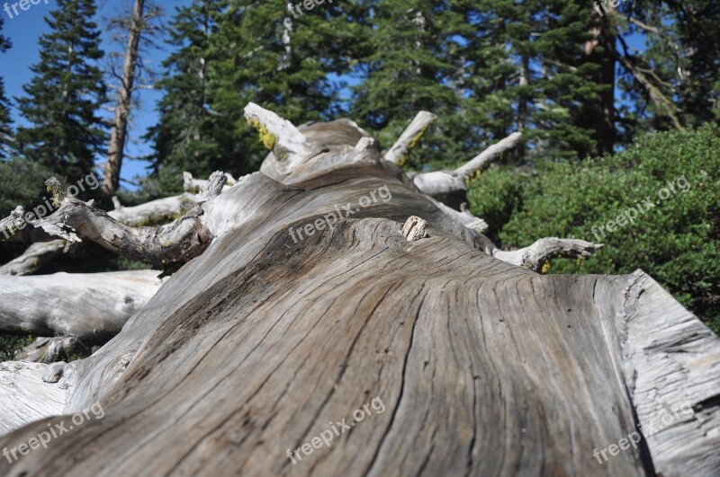 Yosemite Hike Tree Trunk Nature Wood