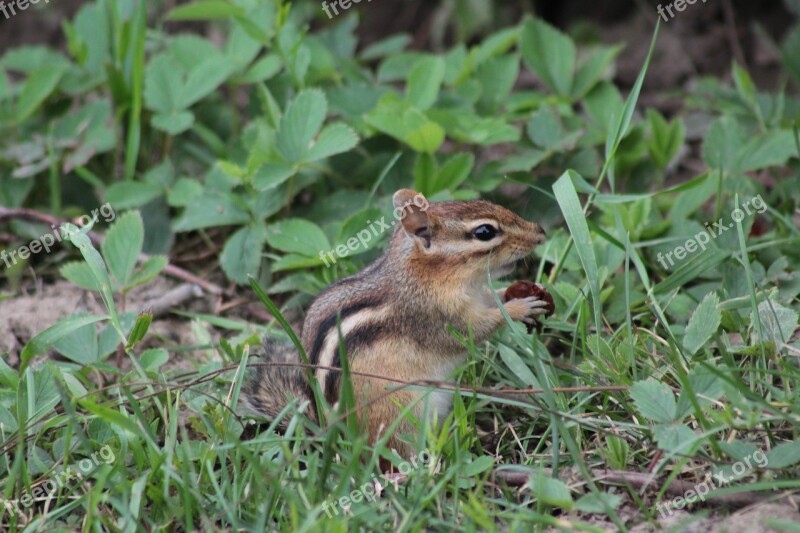 Nature Wild Life Outdoors Small Lawn