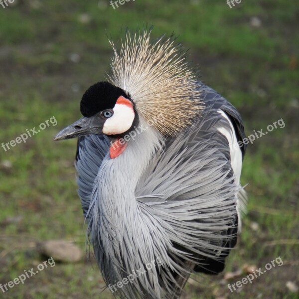 Grey Crowned Crane Bird Animal World Animal Nature