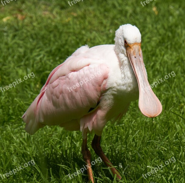 Roseate Spoonbill Bird Nature Animal World Bill