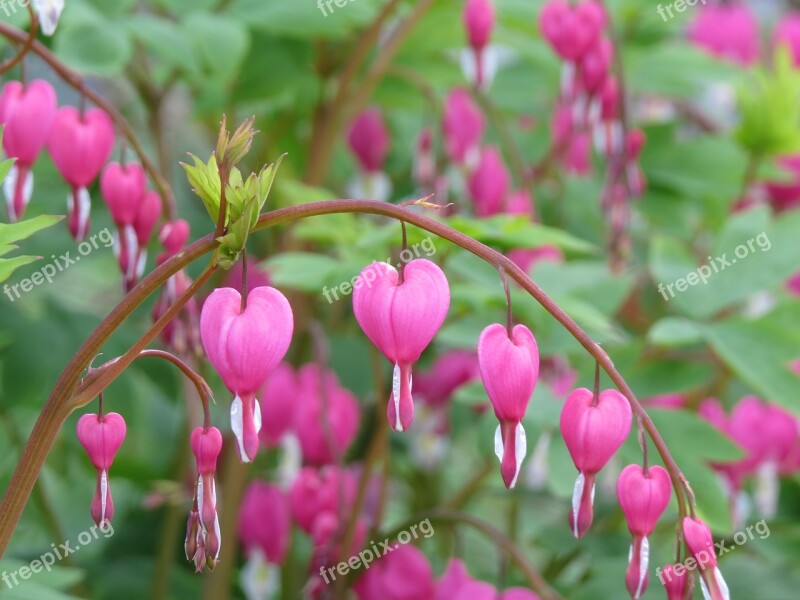 Nature Flower Leaf Plant Garden