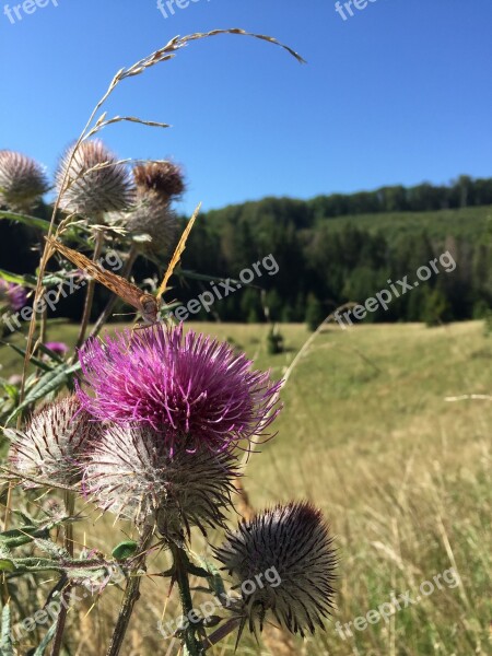 Plant Flower Spiked Nature Thistle