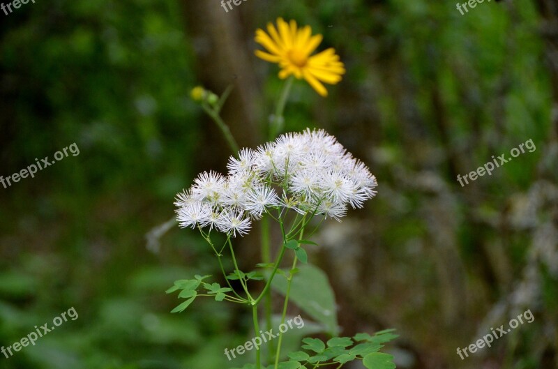 Nature Plant Flower Summer Outdoor