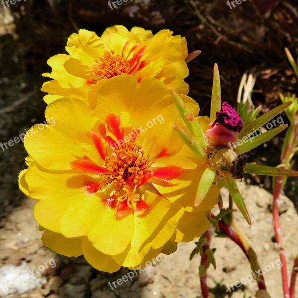 Flower Flourish Petal Yellow Nature