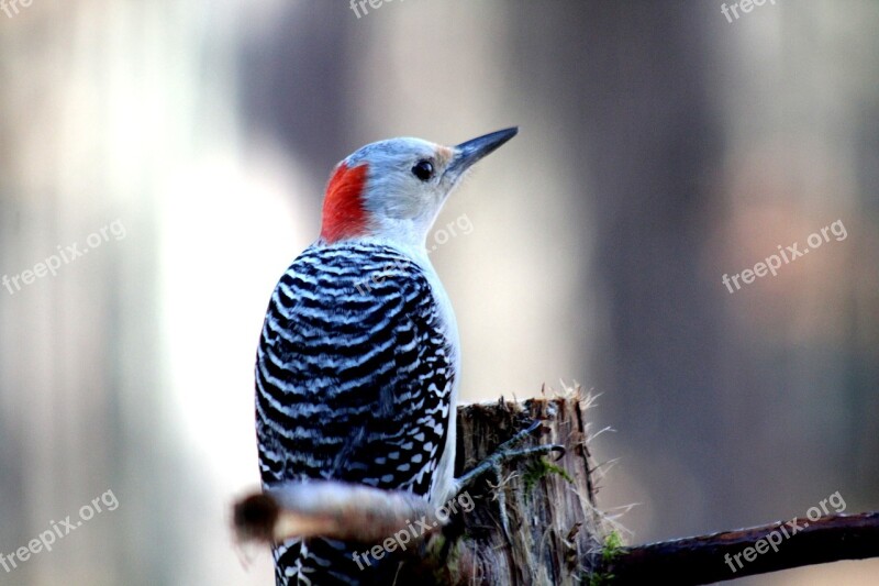 Bird Wildlife Animal Nature Woodpecker