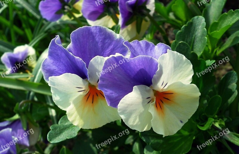 Flower Pansies Colorful Plant Garden