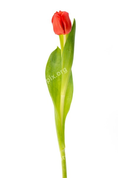 Tulip Red Plant Flower Nature