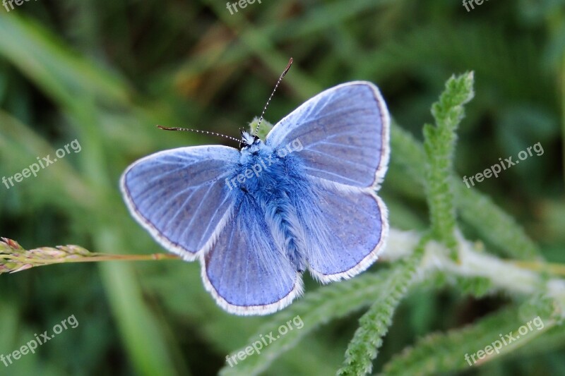 Butterfly Day Nature Insect At The Court Of Summer