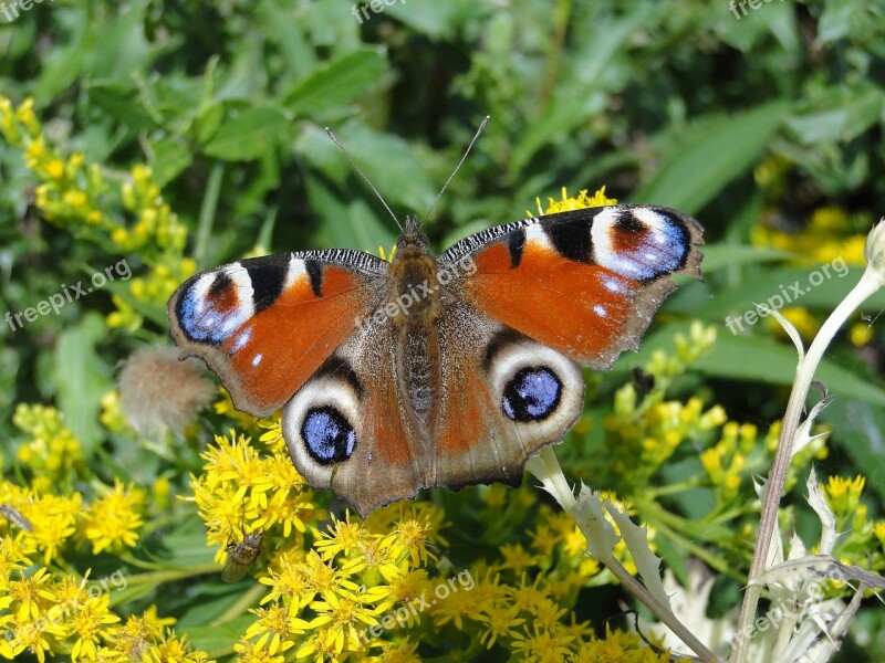 Nature Insect Animals Summer Flower