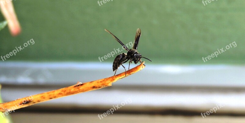 Insect Nature Animalia Anisoptera Wasp Armenia