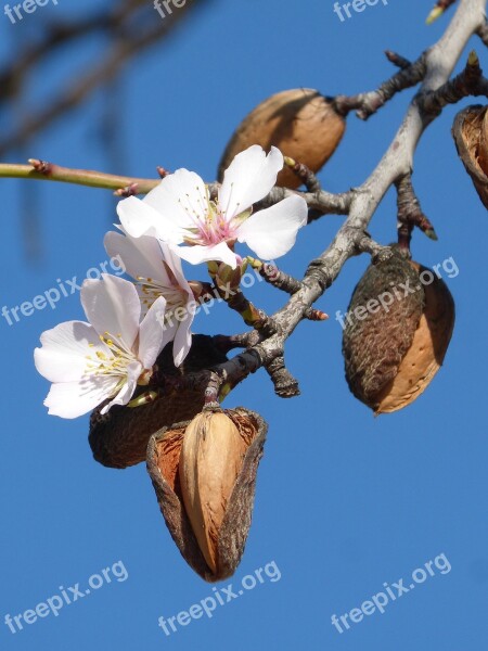 Almond Tree Flower Florir Almond Nature