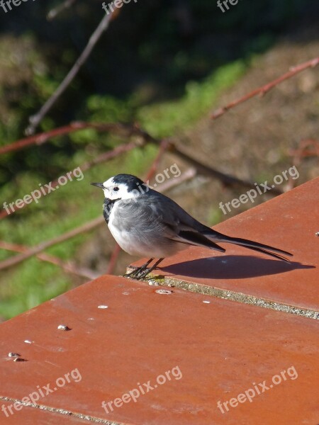 Motacilla Alba Washer Pastorella Cuereta White Birds