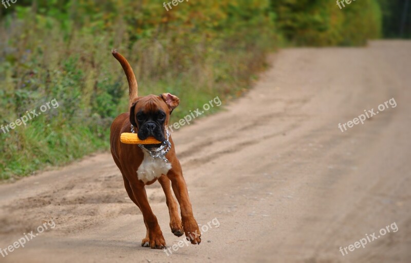 Boxer Dog Dog Cute Outdoors Mammal