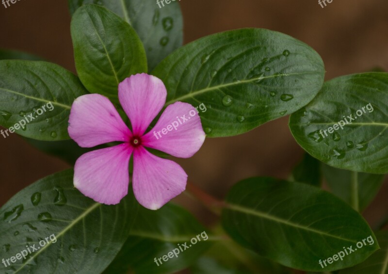 Leaf Plant Nature Flower Approach