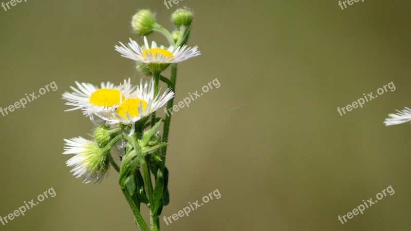 Flower Luka Plant Summer Slovakia