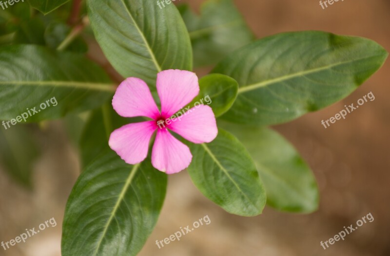 Leaf Nature Plant Approach Flower