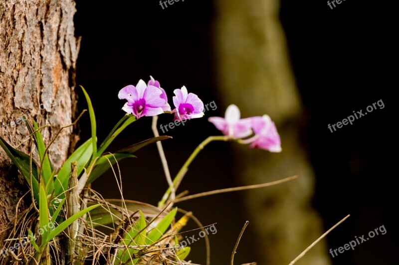 Flower Nature Plant Petal Summer