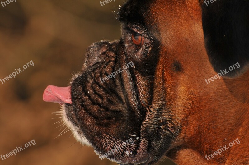 Boxer Dog Animal Nature Portrait Wildlife