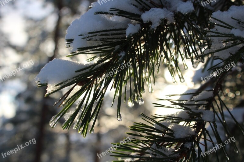 Tree Winter Outdoors Pines Nature