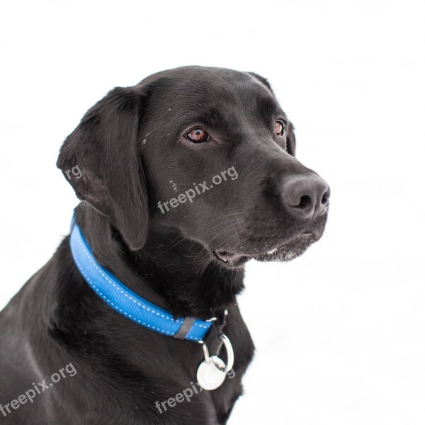 Dog Cute Pet Canidae Labrador Retriever