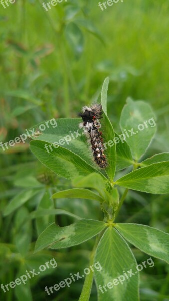 Leaf Nature Plant Insect Closeup