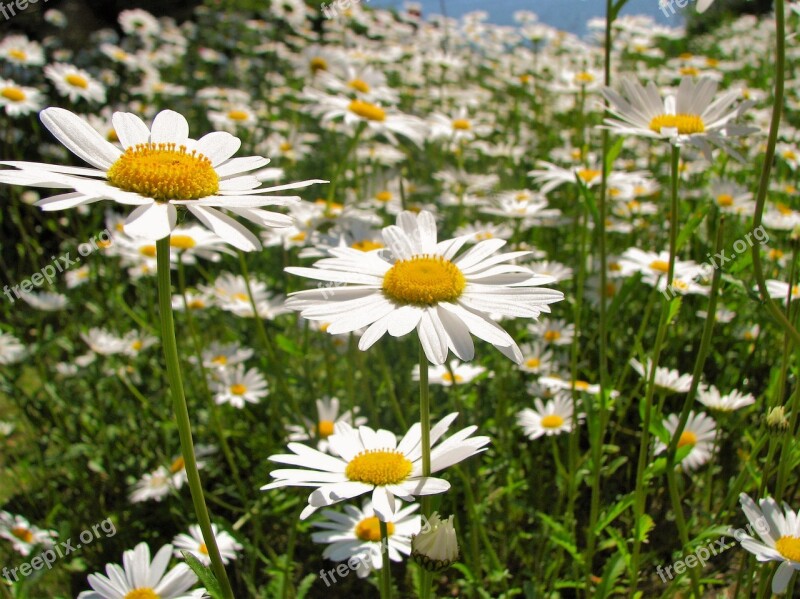 Daisy Flower Nature Plant Summer