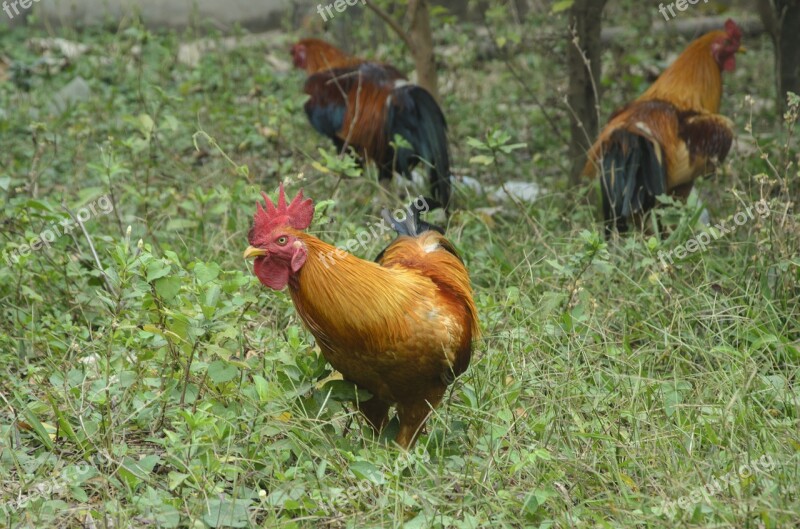 Bird Animal Nature Grass Wildlife