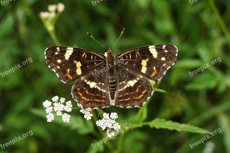 Butterfly Day Nature Insect At The Court Of Animals