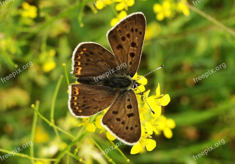 Butterfly Day Nature Insect Summer Flower