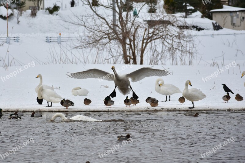 Animal Lake Waterside Bird Wild Birds