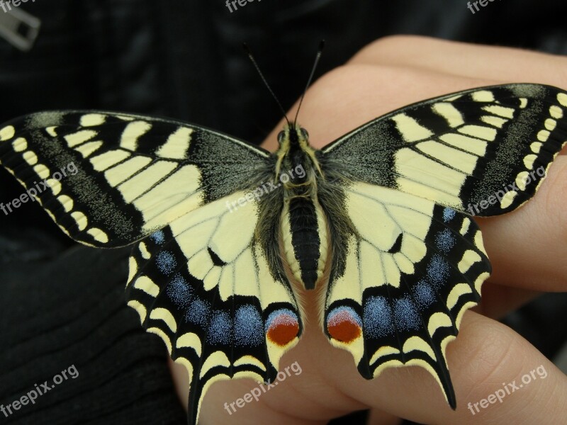 Dovetail Papilio Machaon Swallowtail Butterflies Butterfly Insect