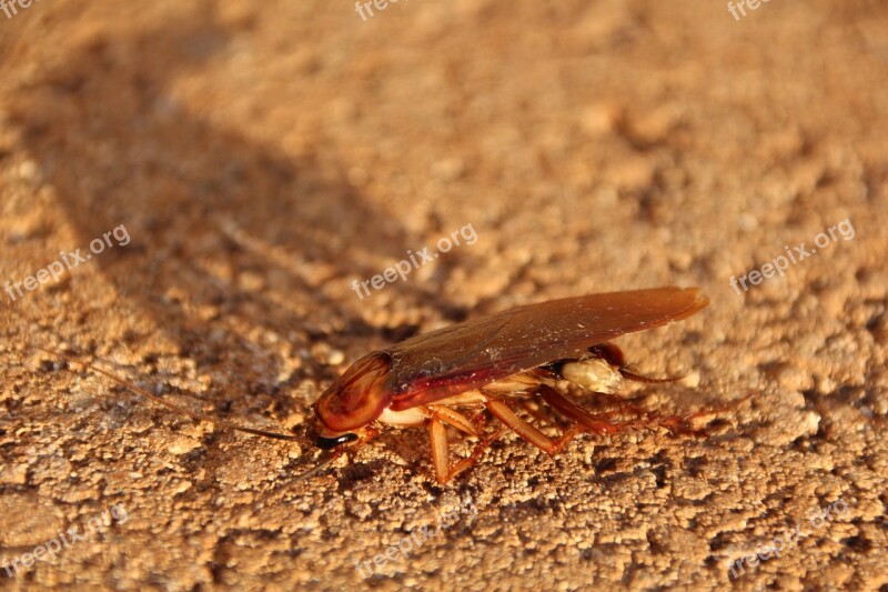 Cockroach Scrape Insect Small Animal World