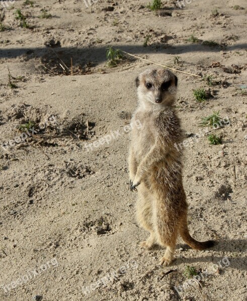 Mammals Nature Animal Kingdom Desert Meerkat