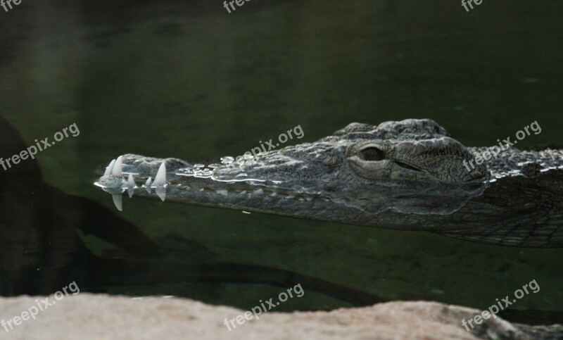 Body Of Water Crocodile Cold Reptiles Blijdorp