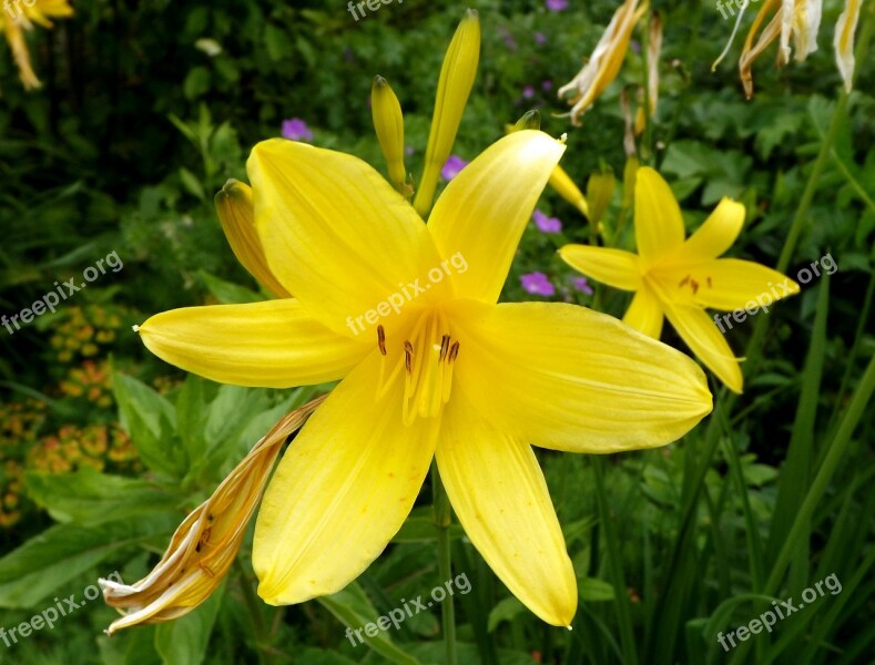 Nature Flower Plant Summer Garden