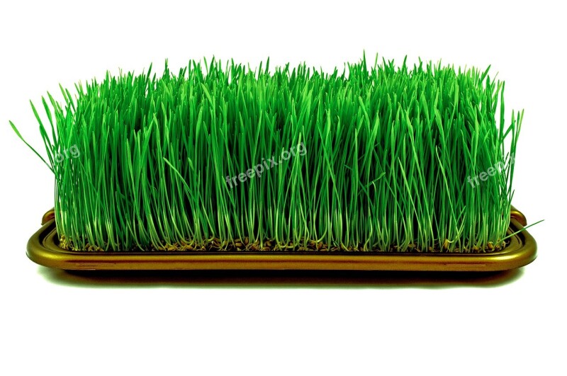 Lawn Plant Shoots Grains Wheat