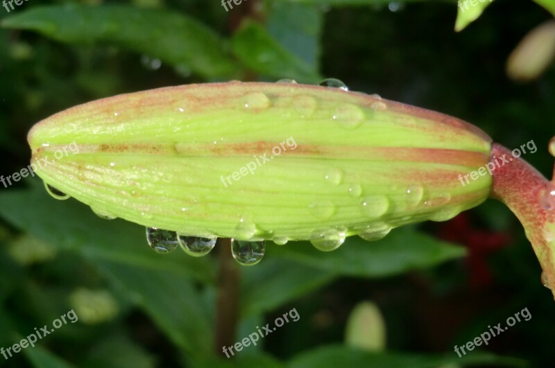 Nature Plant Garden Spring Button