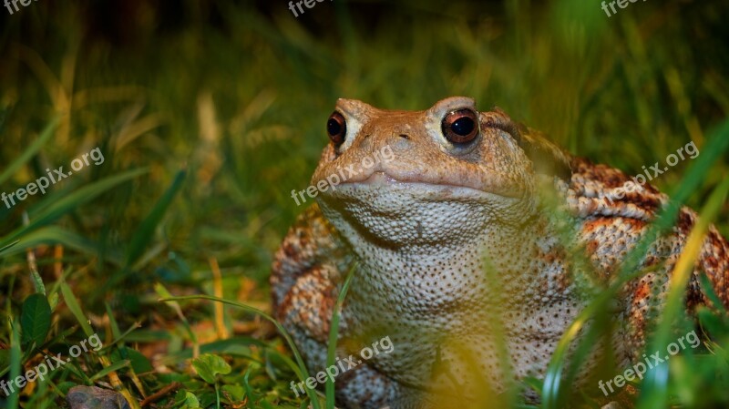 Nature Animals A Toad Free Photos