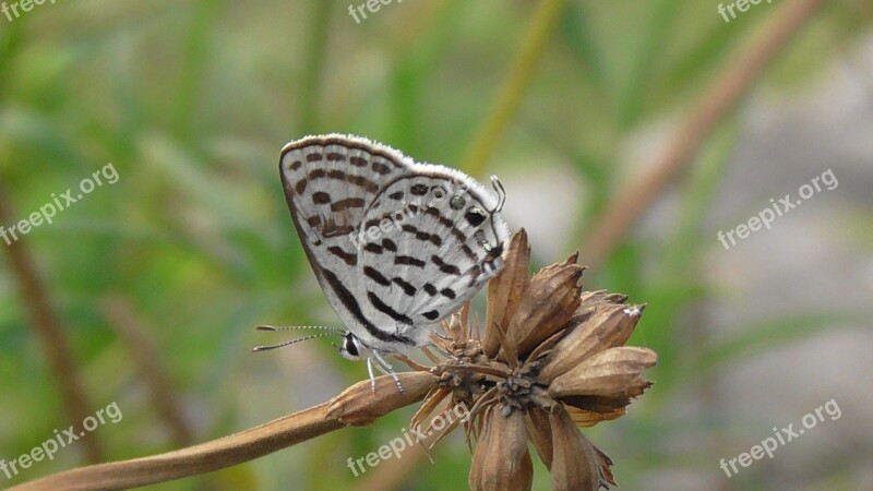 Nature Insect Butterfly Outdoors Wing