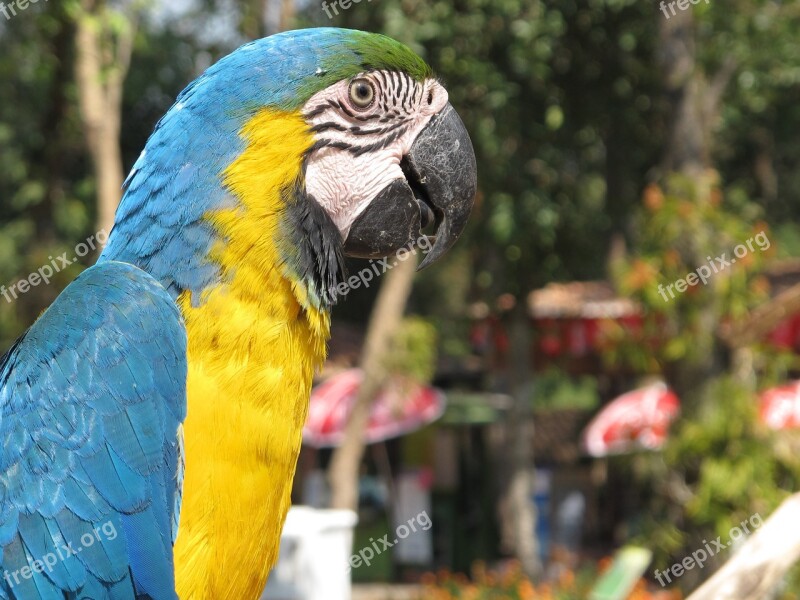 Parrot Bird Ara Head Animal