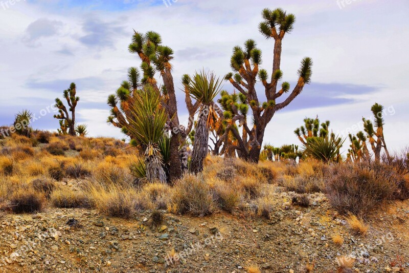 Cactus Desert Nature Dry Landscape