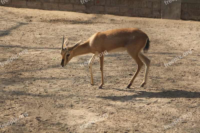 Mammal Wildlife Deer Animal Antelope