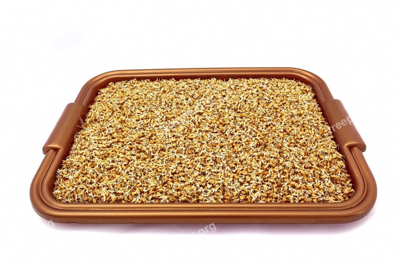 Grains Wheat Sprouted Grains Background Texture