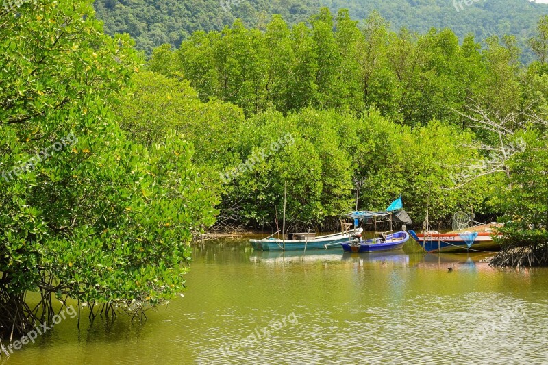 Nature Mangrove Mangrove Forest Trees Swamp