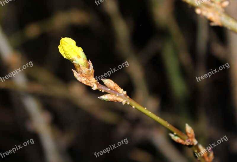 Forsythia The Buds Bush Nature At The Court Of