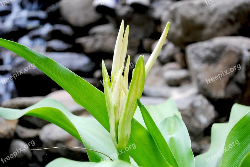 Flowers Green Nature Indonesian Flowers Office