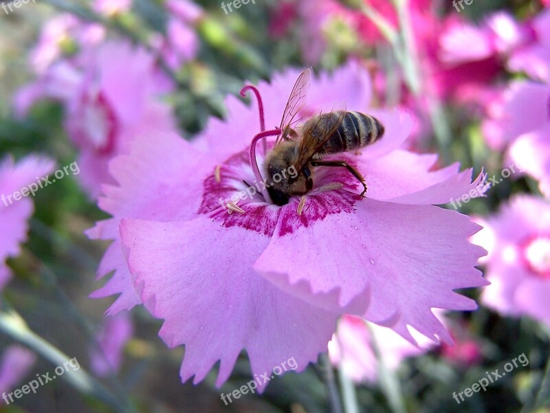 Nature Flower Plant Pollen Summer