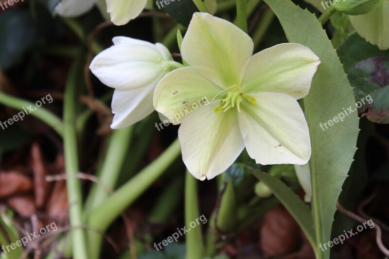 Nature Plant Flower Leaf Garden